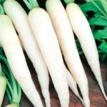 Hybrid Radish Seeds – pack of 25