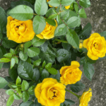 Yellow rose plant
