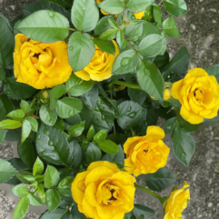 Yellow rose plant for home gardening