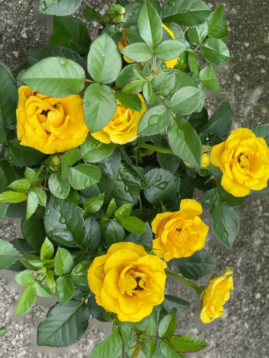 Yellow rose plant for home gardening