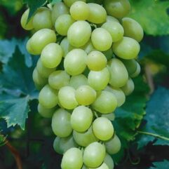 Seedless grafted grapes live plant for rooftop garden