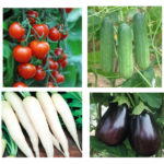 Super Combo of Hybrid Vegetable seeds – pack of 20 seeds mix