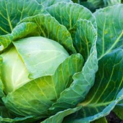 Hybrid cabbage seeds for indoor garden