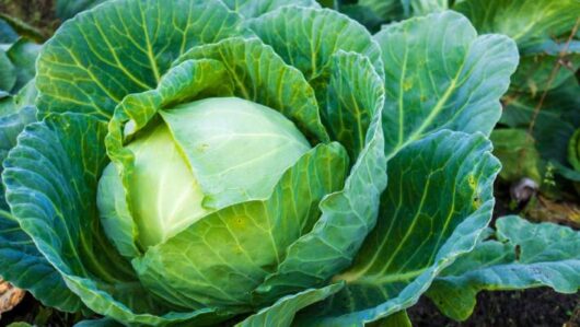 Hybrid cabbage seeds for indoor garden