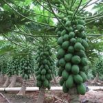 Taiwan Papaya Red Lady 786 F1 Seeds Original-10 seeds