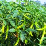 Hybrid Chilli Seeds – Pack of 10 seeds