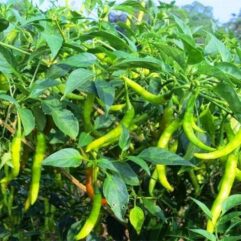 Hybrid chilli seeds for kitchen garden