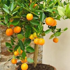 Grafted orange live plant for home garden
