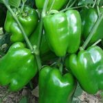 Hybrid Capsicum(Shimla Mirch) Seeds – Pack of 10 seeds