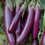 Hybrid Long Brinjal Seeds – Pack of 10 seeds