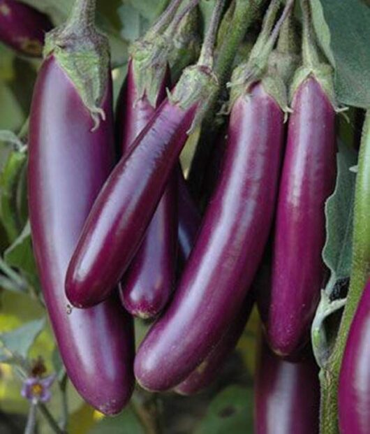 Long brinjal seeds online