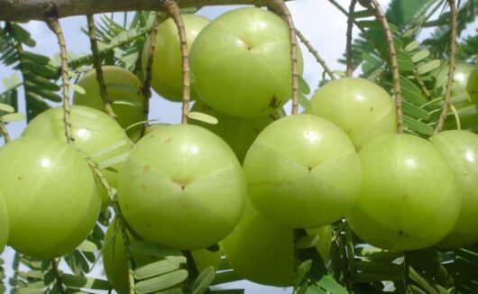Grafted amla live plant for home gardening