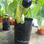 Brinjal live plant for kitchen garden