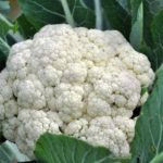 Hybrid Cauliflower(Phoolgobhi) Seeds – Pack of 10 seeds