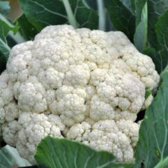 hybrid cauliflower seeds online