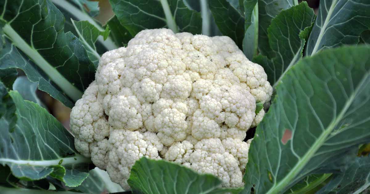 Hybrid Cauliflower(Phoolgobhi) Seeds – Pack of 10 seeds – Bonsai Plants