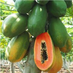 f1 hybrid papaya plant for home garden