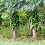 Red Lady 786 Papaya – Taiwan Papaya plant