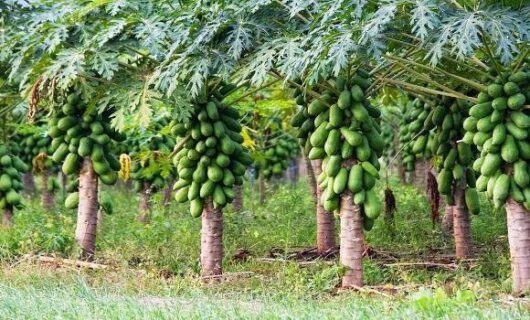 Taiwan Papaya plant for pot