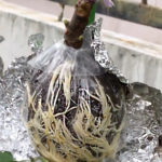 Rooting Grass For Air Layering Purpose – 200 Grams