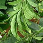 Hybrid Sem Phali Seeds – Pack of 10 seeds