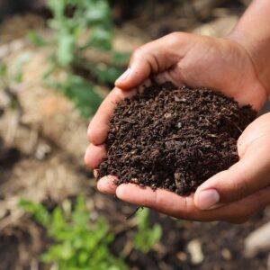 गुलाब के पौधे में गोबर की खाद डालते हुए।