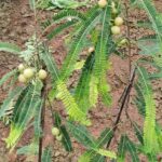 Grafted Amla plant(amla ka paodha)