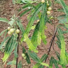 grafted amla goosberry plant online home delivery