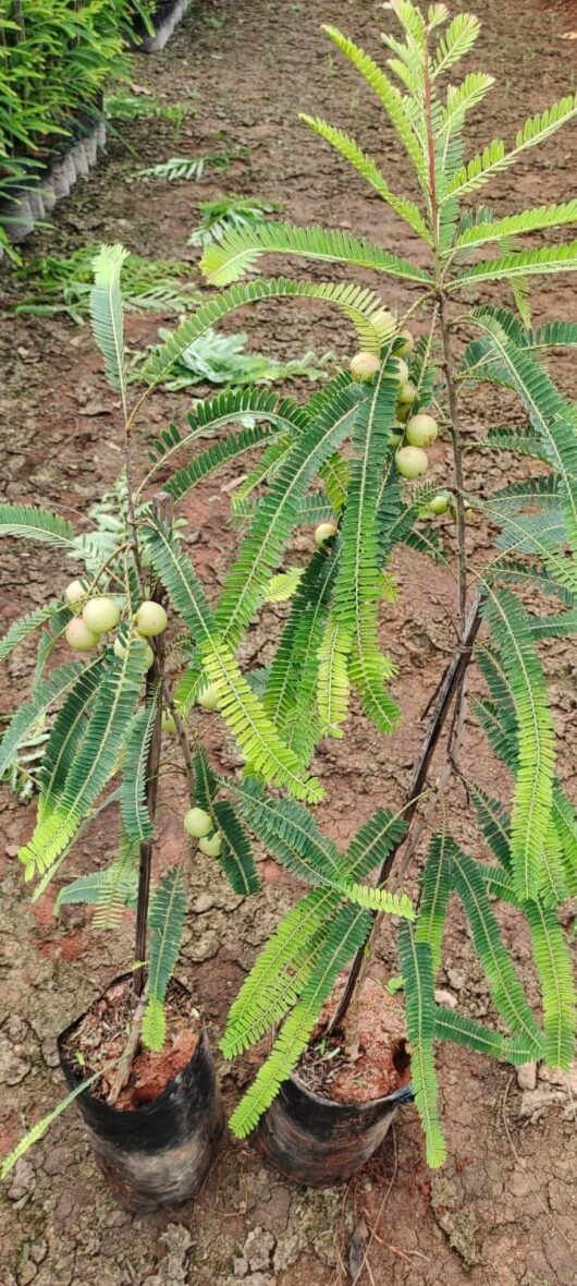 grafted amla goosberry plant online home delivery