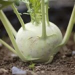 Hybrid Knol Khol Viena White Seeds – Pack of 10 seeds