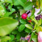 Cherry live plant (cherry ka paudha)