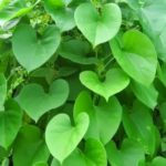 Giloy Live plant ( Giloy ka paudha )