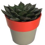Vishnu kamal live plant ( Vishnu kamal ka podha ) for home decoration and vastu plant
