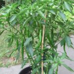 Green Chilli live plant ( Hari Mirch ka paudha )