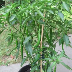 Green chilli live plant for home garden
