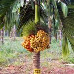 Supari Live plant ( Supari ka paudha )