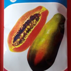 Red-Lady-786-Papaya-Taiwan-Papaya-plant-Know-Your-Seed