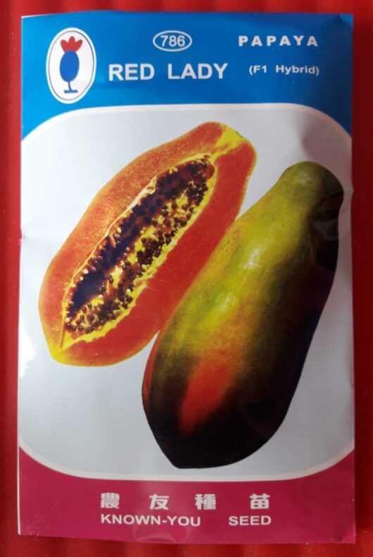 Red-Lady-786-Papaya-Taiwan-Papaya-plant-Know-Your-Seed