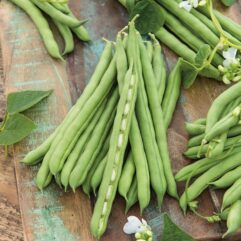 Hybrid french beans seeds for kitchen garden