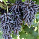 Long Size  Super Sweet Black Grapes -10 seeds