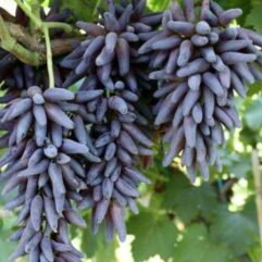Long sixe black grapes live plant for home garden
