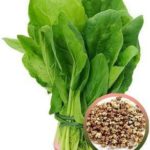 Hybrid Spinach Seeds – Pack of 30 Seeds