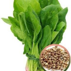 Hybrid spinach seeds