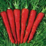 Hybrid Red Carrot Seeds – Pack of 30 Seeds