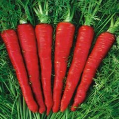 Red carrot seeds online