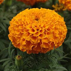 Hybrid marigold orange plant