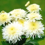Guldavari flower live plant ( Guldavari ka paudha )