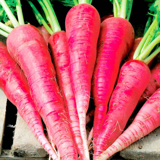 Hybrid radish red seeds online