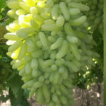 Long Size Super Sweet Green Grapes -10 seeds