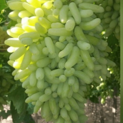 Long size green grapes plant